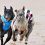 Independent Harriss conditional on greyhound racing ban support