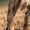 Greyhound industry reaches compliance deadline after animal abuse revelations